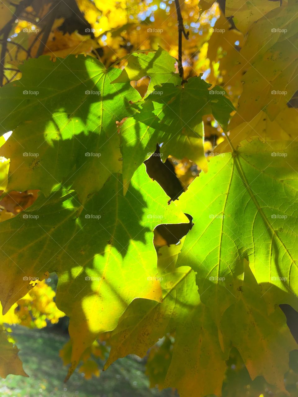 Sun infused leaves