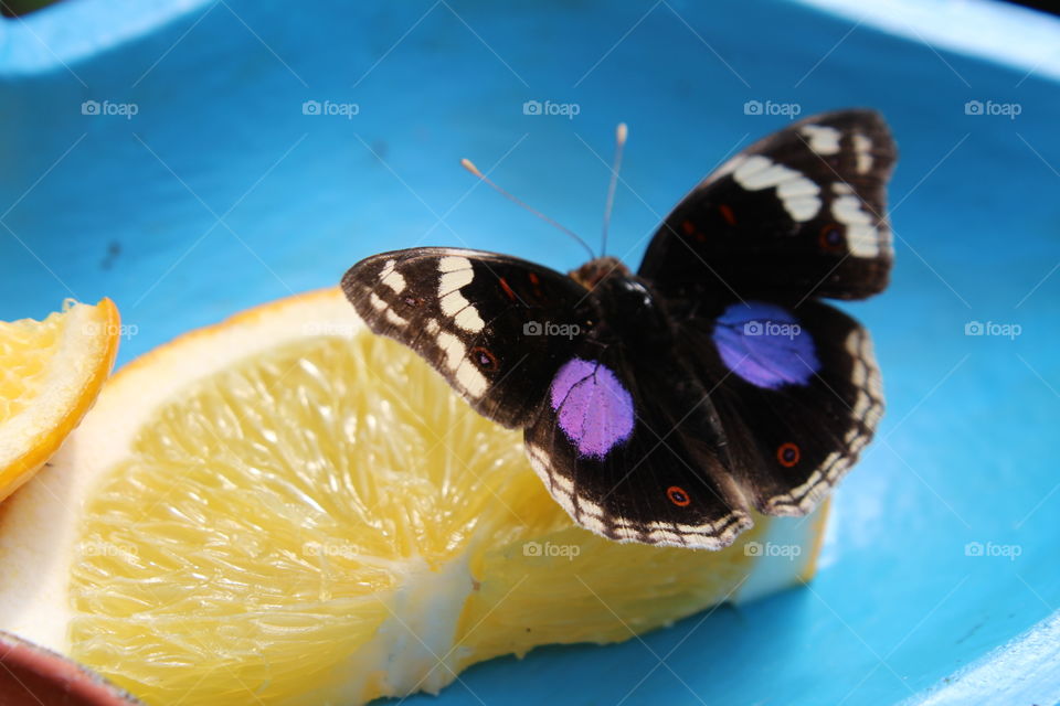 special eating butterfly