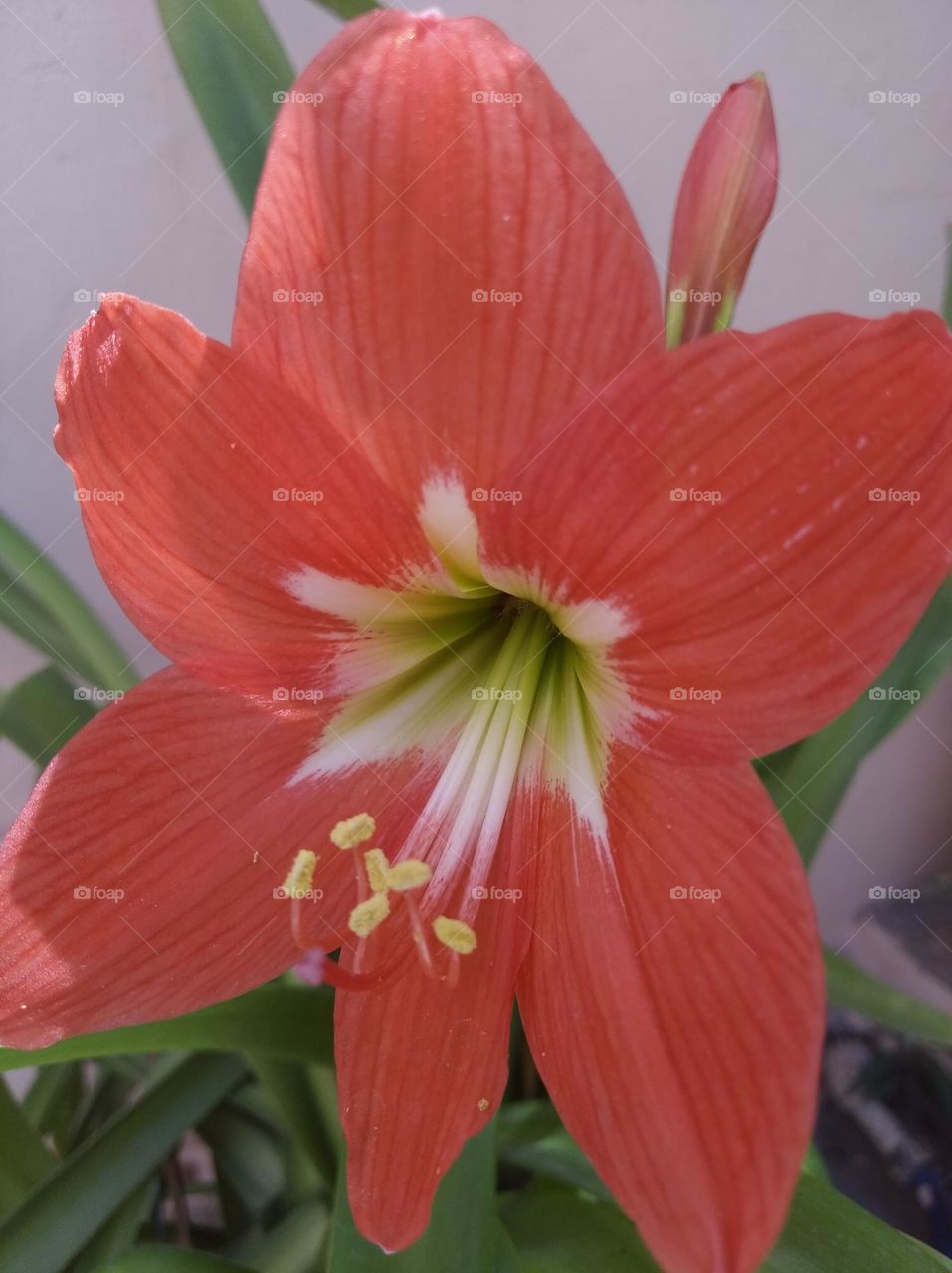 red Lilly striped Barbados flower pink colour looks very beautiful generally found everywhere fresh seasonal