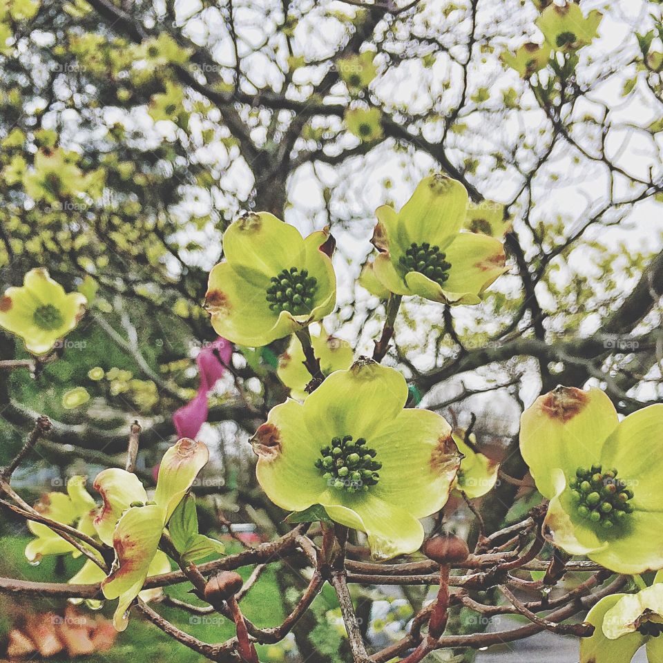 The dogwoods are blooming and my allergies are trying to kill me... 