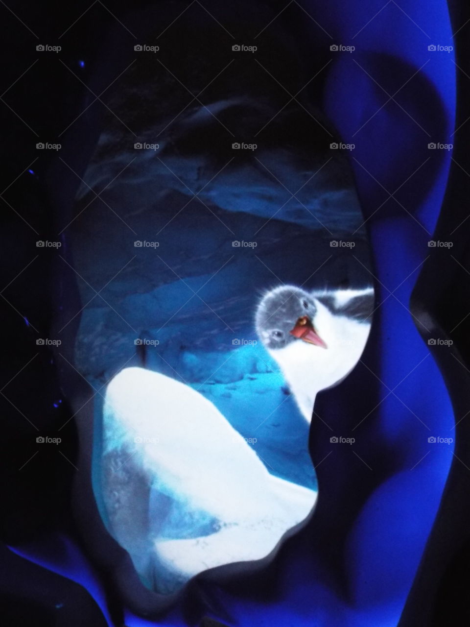 penguin image view