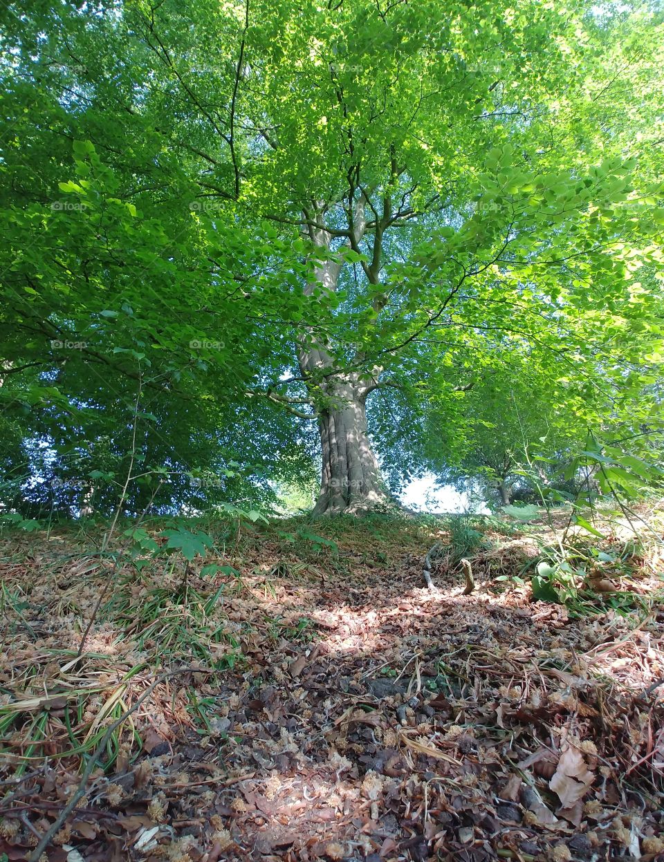 baum grün Frieden Hoffnung weg