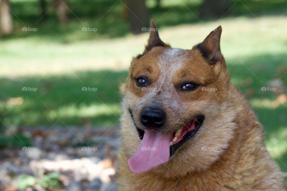 Summer Pets - a Red Heeler / Australian Cattle Dog enjoying  the shade on a hot summer day