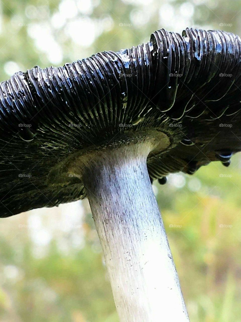 Mushroom melting