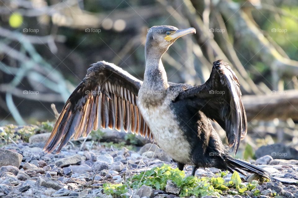 Cormorant 