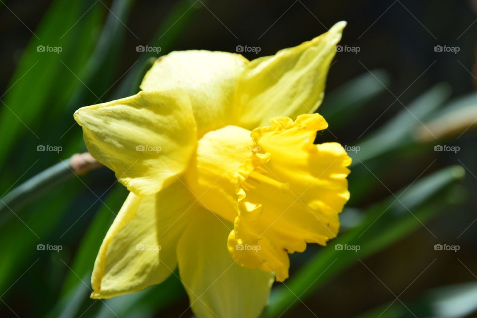 Yellow flower , daffodils , nature, close up , spring, fresh, 