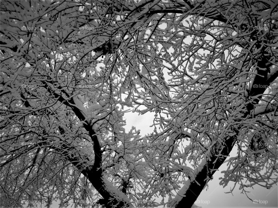 Snow Tree