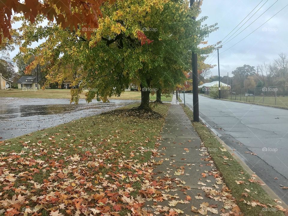 Sidewalk autumn view of a calm humid day after rainfall. Taken in Thomasville, NC, USA.