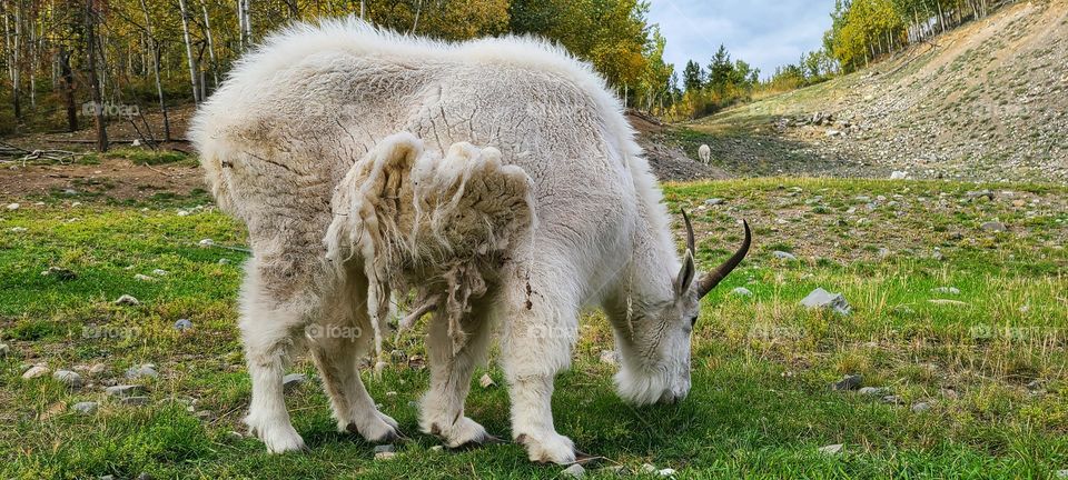 Mountain goats shedding before the seasonchange
