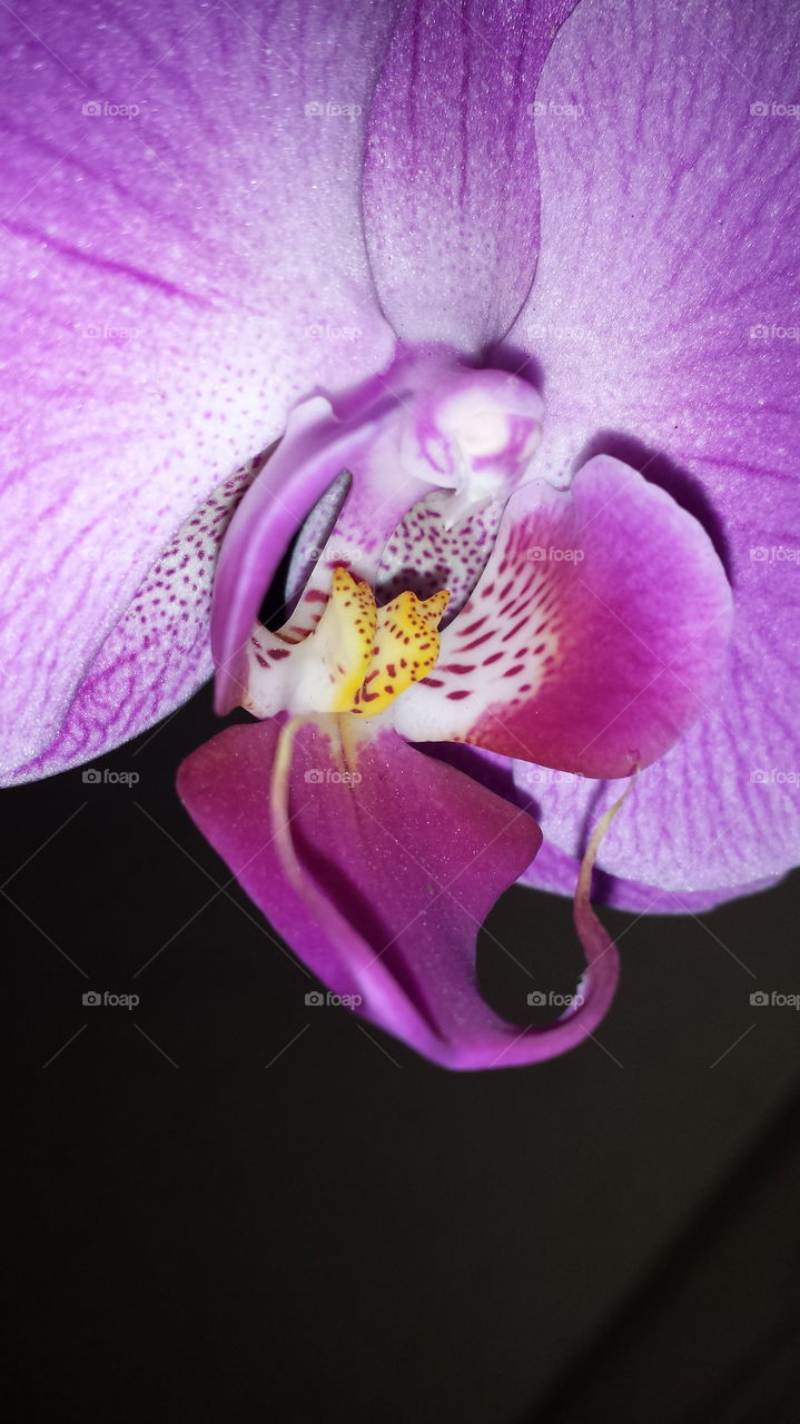 orchid upclose