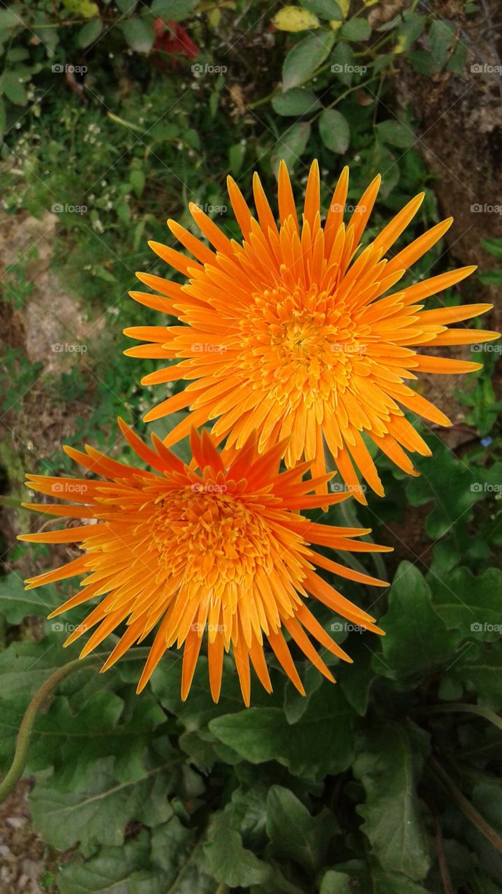 NATURE BOTANICAL PLANTS FLOWER GARDEN ENVIRONMENT