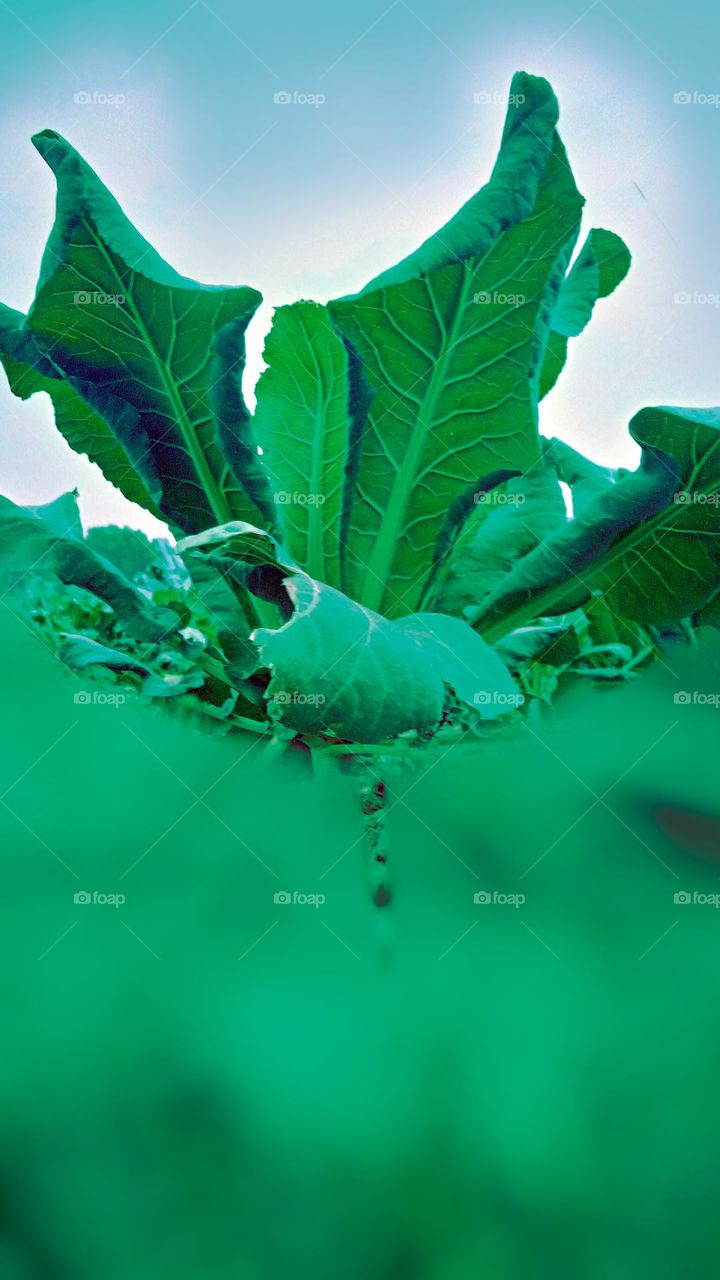 Dhaka at 29.01.2022.It is a healthy vegetable food in Bangladesh. The vegetables name is Cabbage