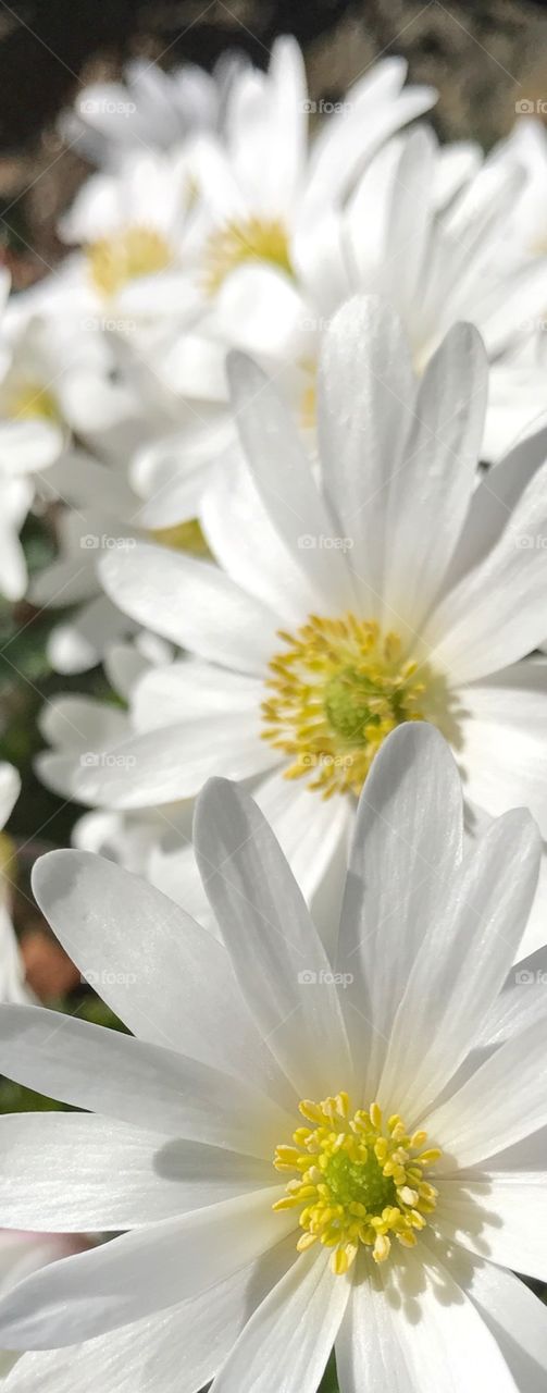 wood anemone