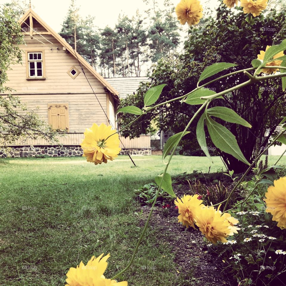 Yard with yellow country cottage and yellow flowers in the garden