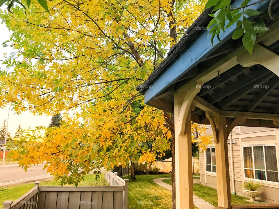 Beautiful fall leaves! 