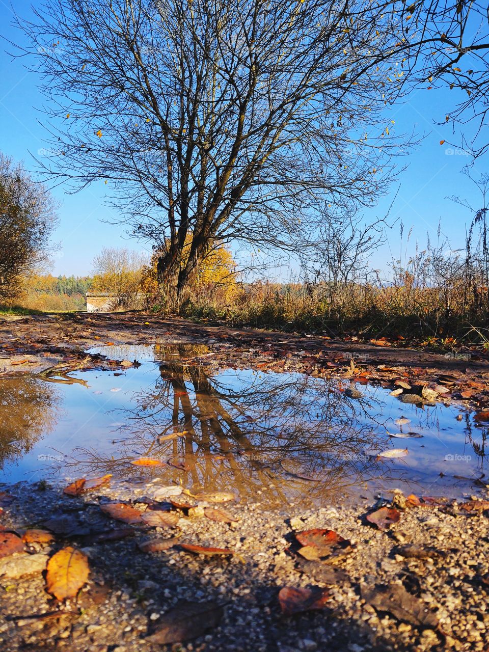 puddle with reflections