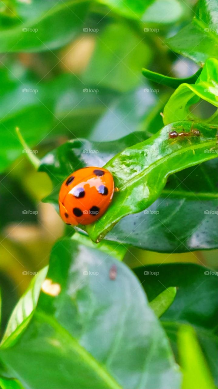 Ladybird