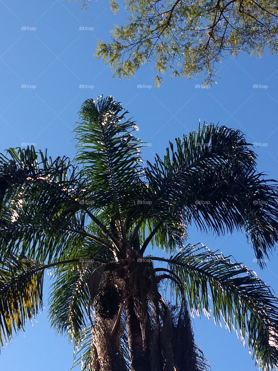 Palmtree and BLUE sky