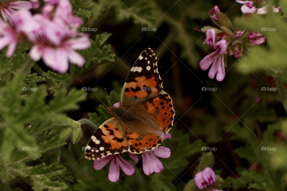 Vanessa Cardui butterfly with Geranium flowers 
