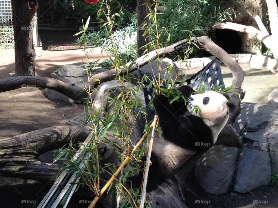 Bamboo galore