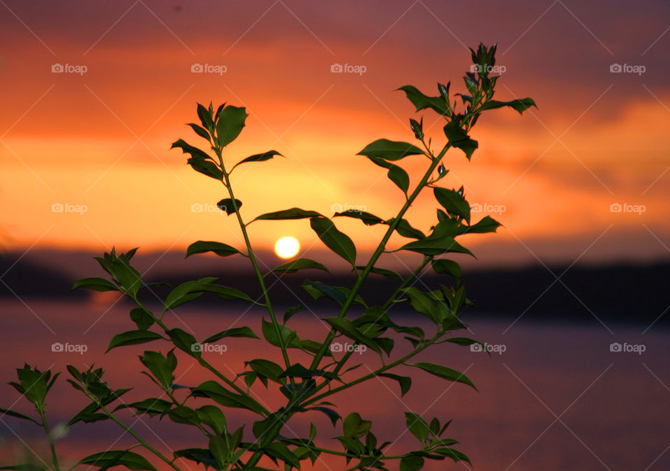 Leaves in sunset.