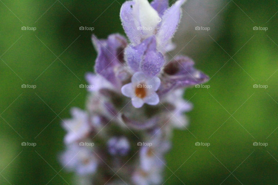 Lavender Close Up