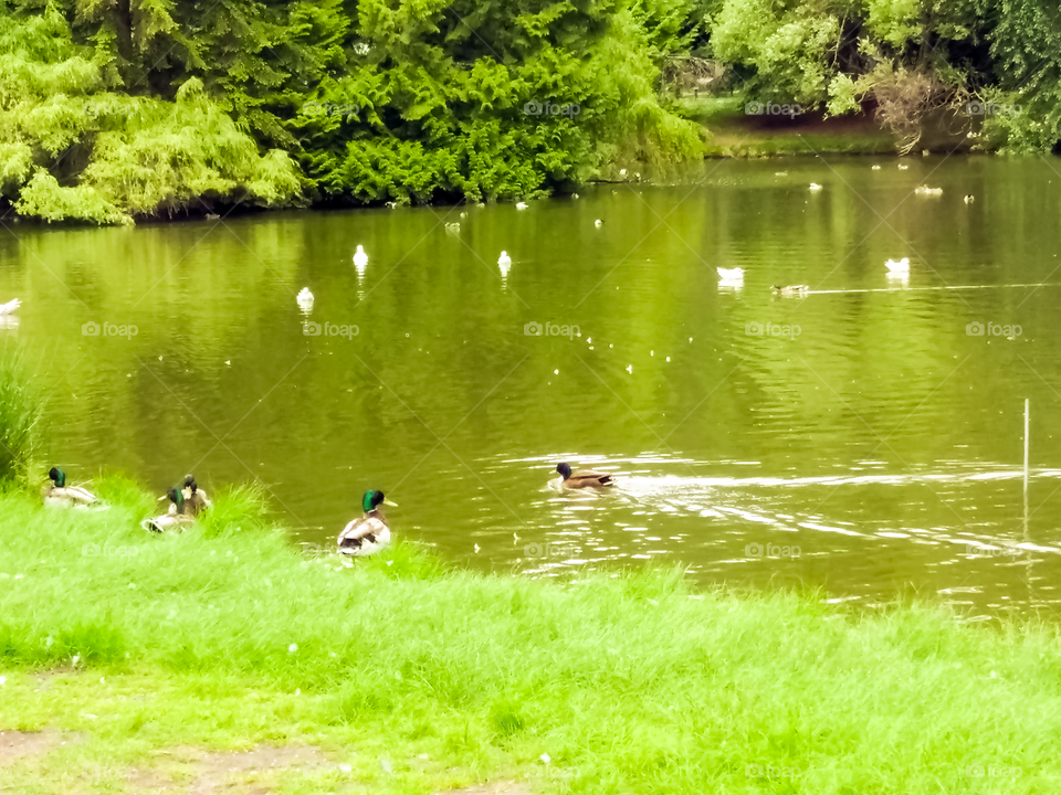 Beautiful ducks sporting in the lake of the park. Nature at its best!