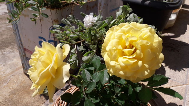 Roseira Amarela