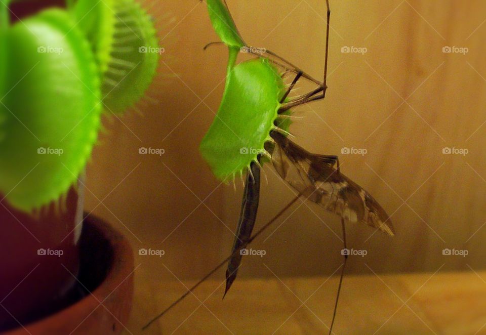 Crane fly caught in Venus fly trap