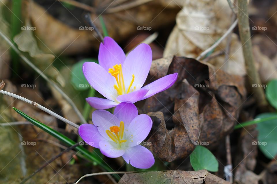 Crocus