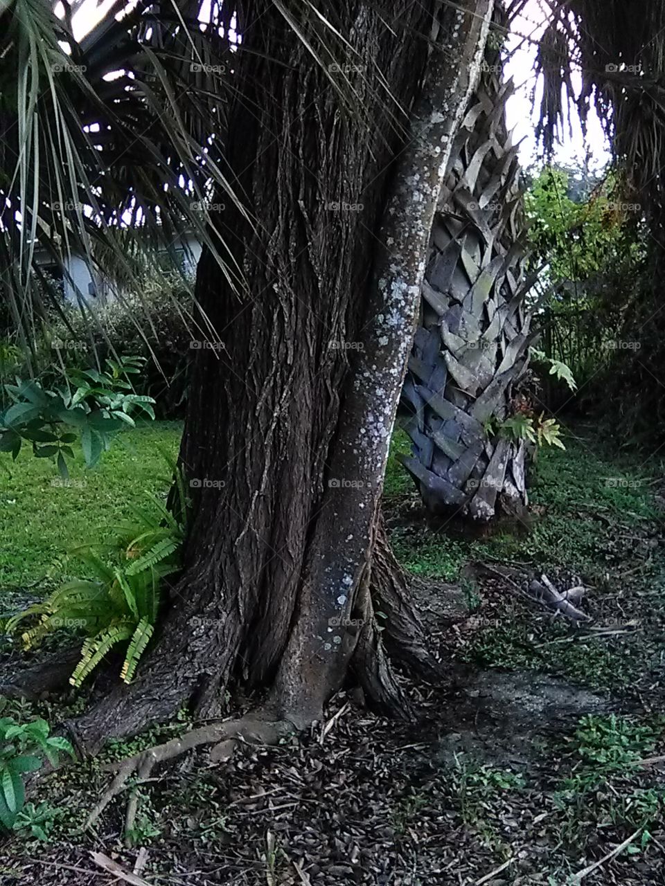 tree  trunk