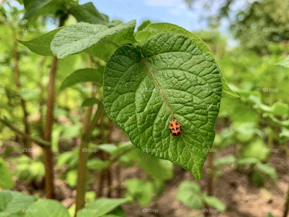 Colorado beetle larva on young potato leaves, Leptinotarsa decemlineata in garden, selective focus