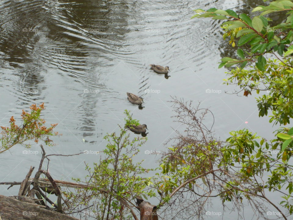 Ducks in the lake 