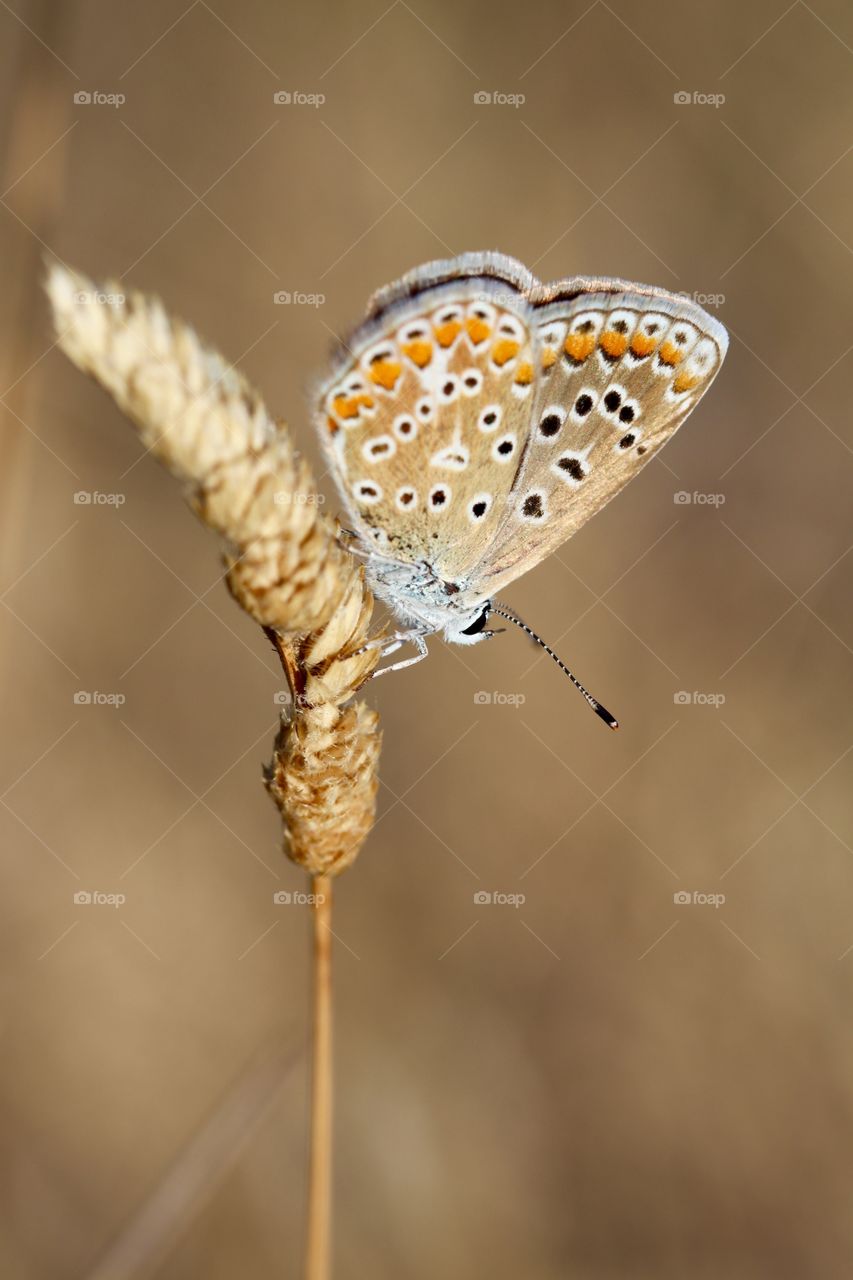 Beautiful butterfly on grass