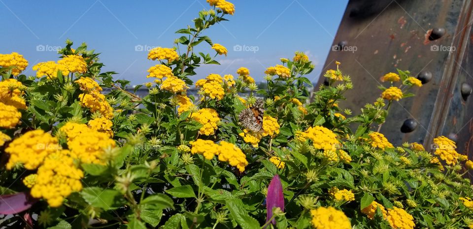 A yellow flower Bush along a bridge with a monarch butterfly subtly sitting on a flower in the middle.