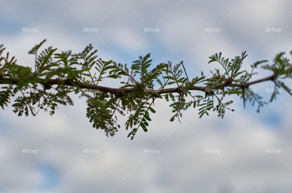 Branch of the Vachellia caven tree, also known as "espinillo", native to South America.