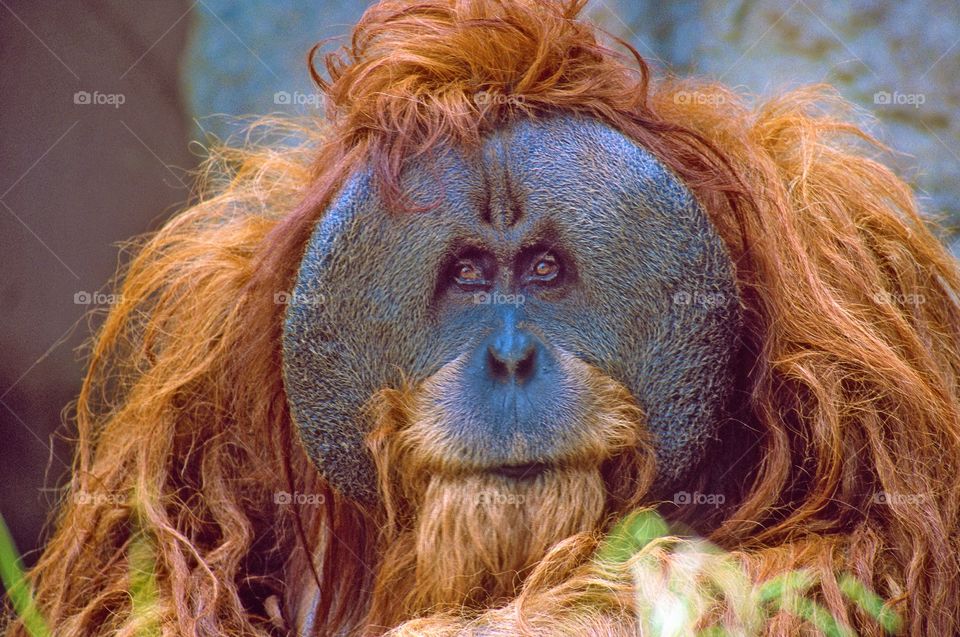 A portrait of a big faced male Orangutan.