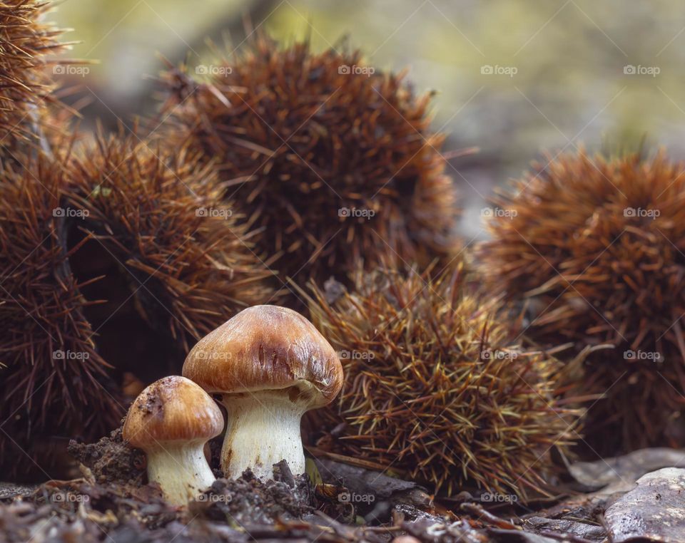 Small Cortinar mushrooms with chestnuts in cases