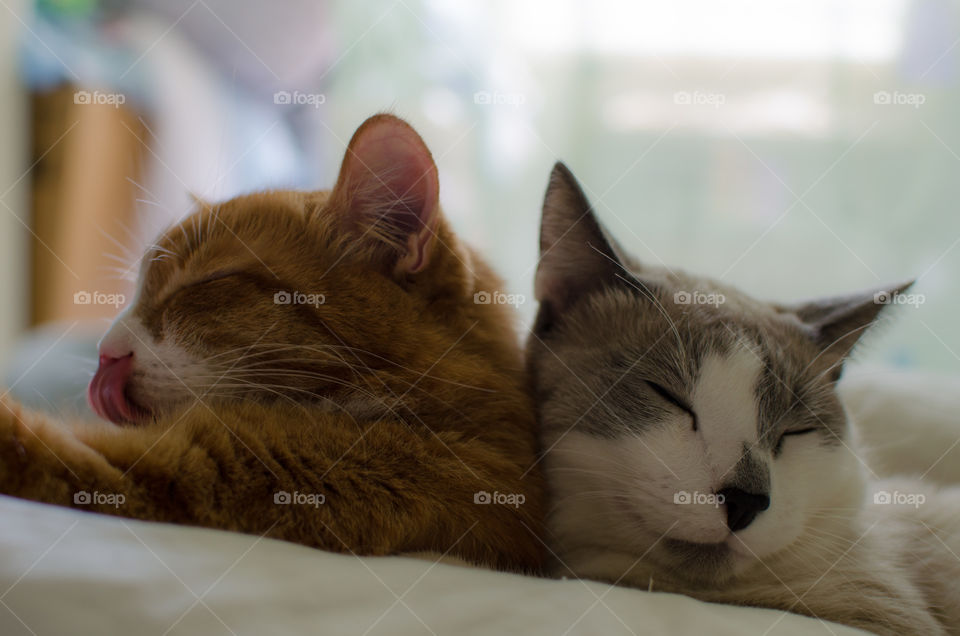 Close-up of cats resting
