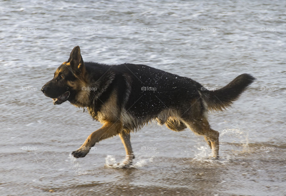 German Shepherd runs along the beach through the water. 
