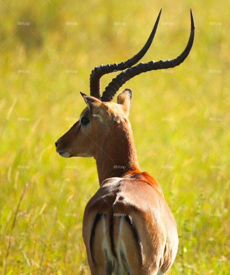 Antelope 