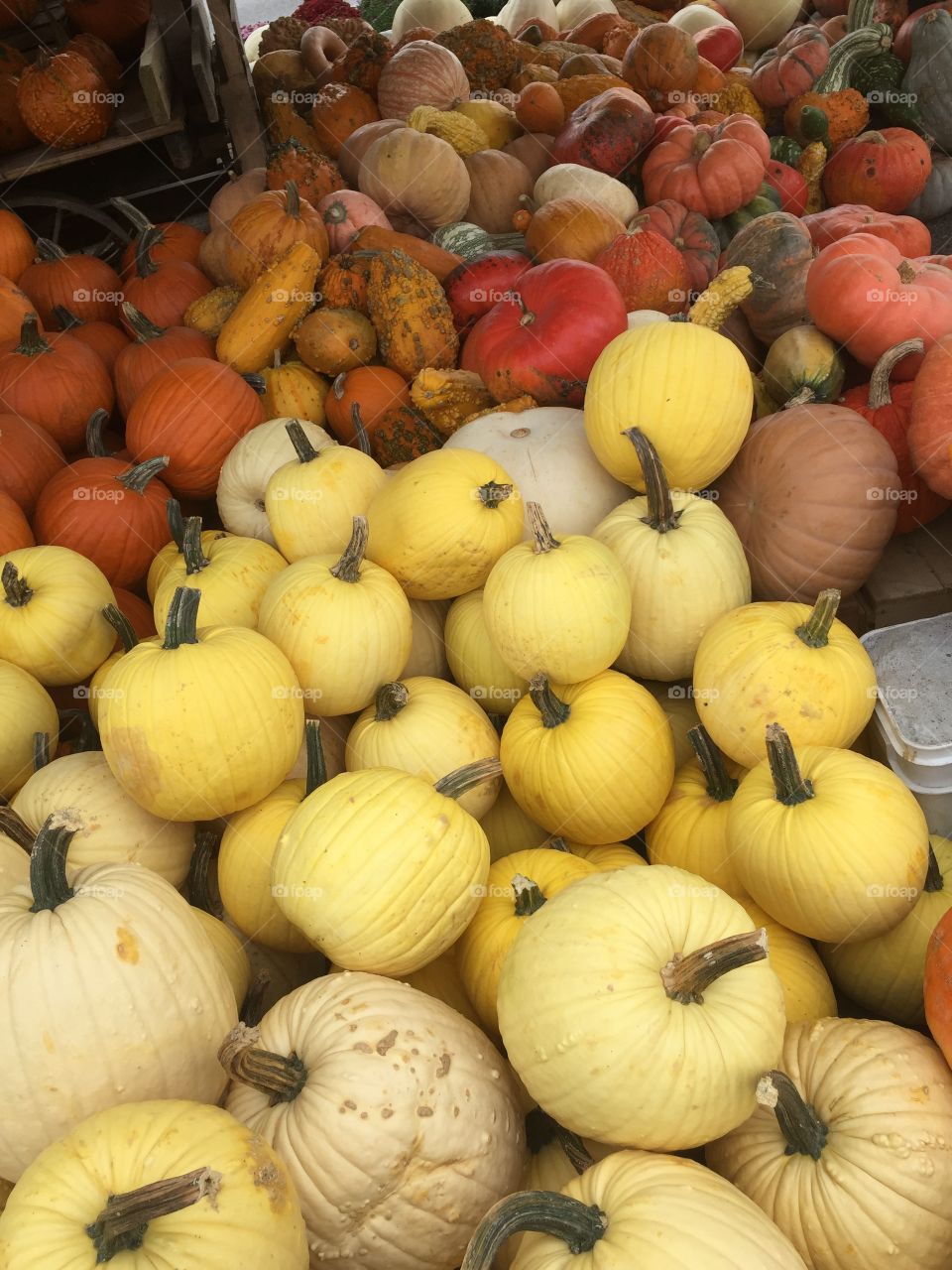 Gourd Harvest 