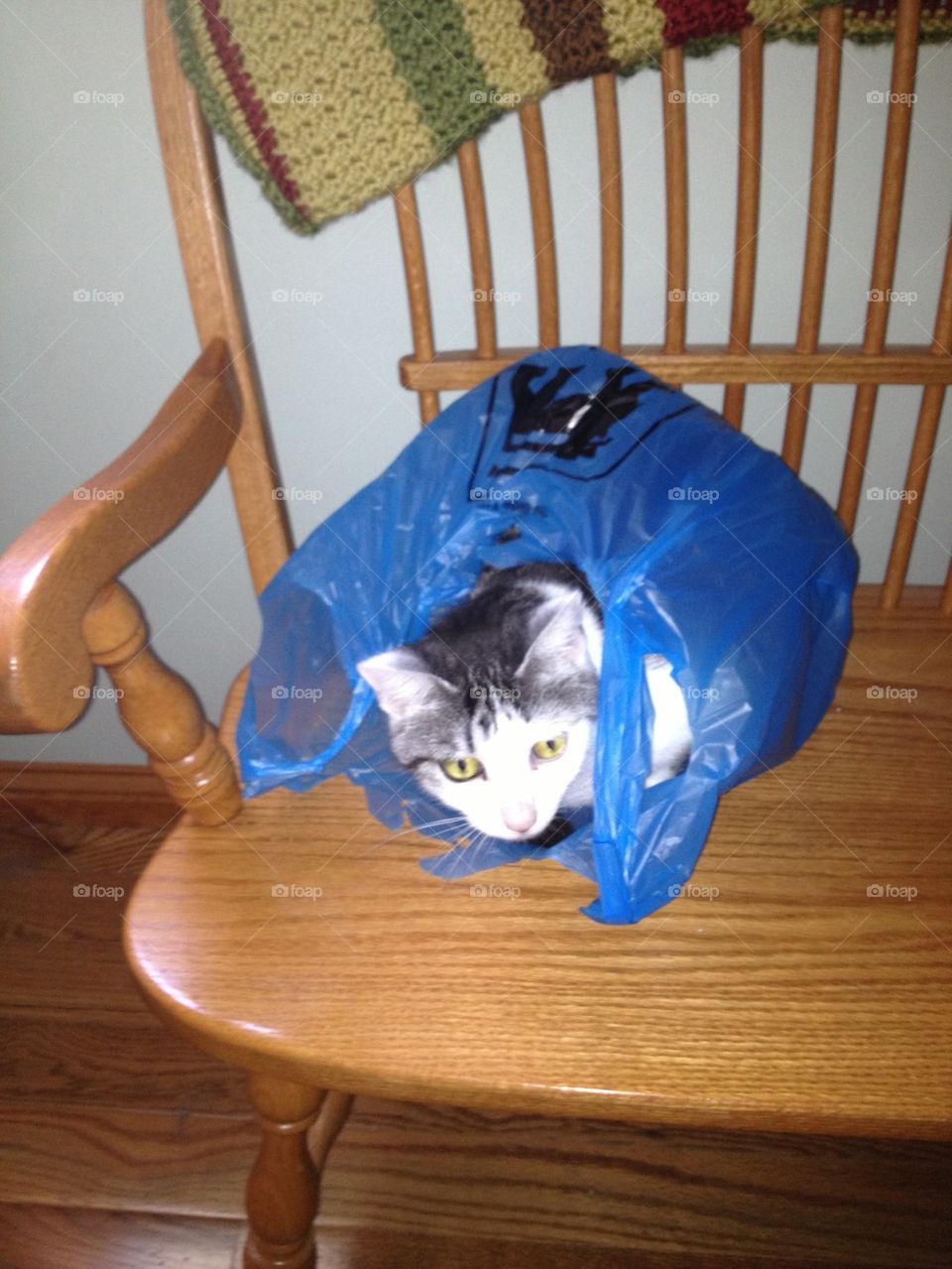 Cat in a bag