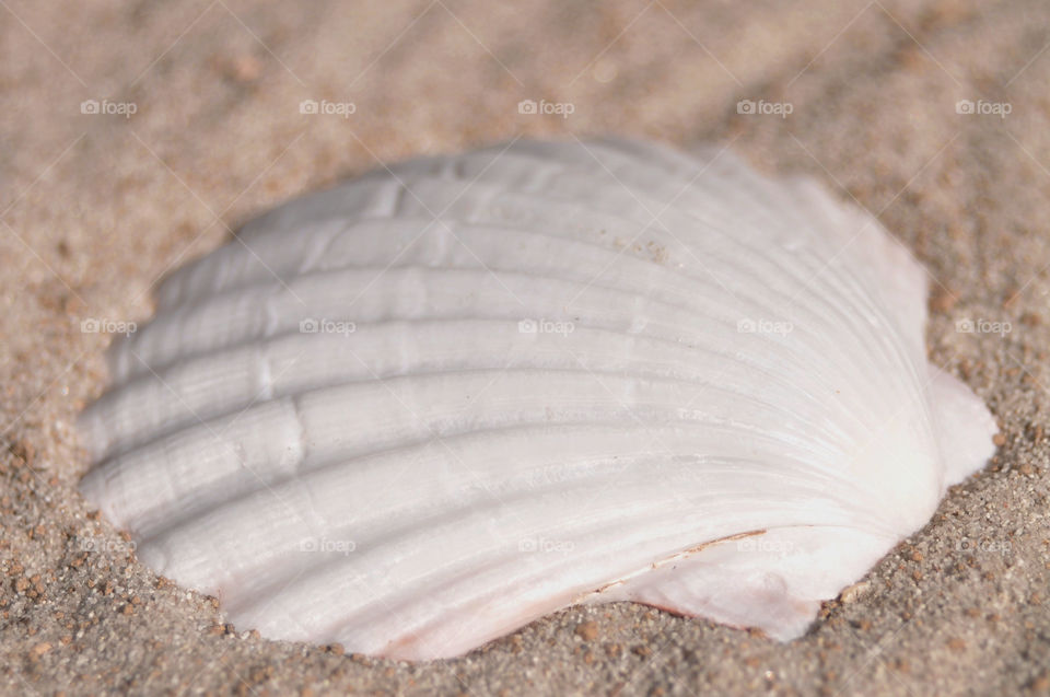 White scallop she'll sitting on the sand. 