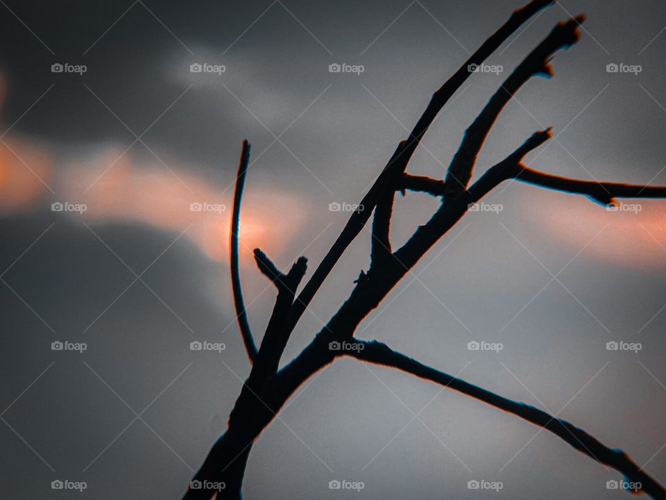 Old tree branch with sky