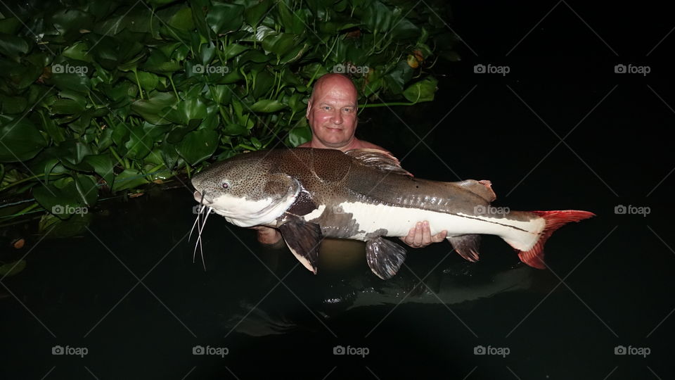 Redtail catfish 