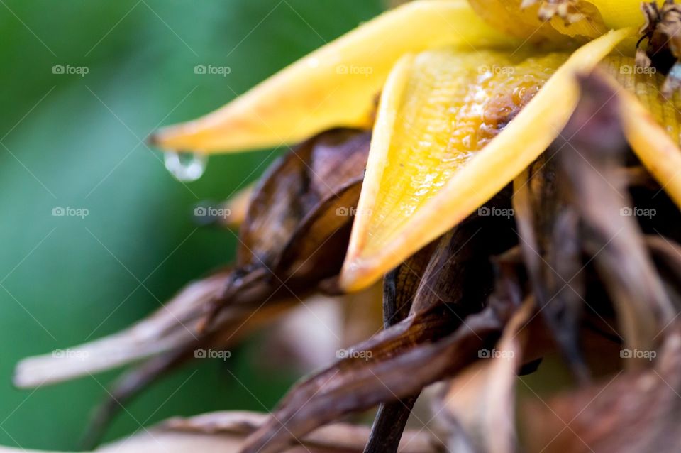 Macro of yellow flowers and its roots