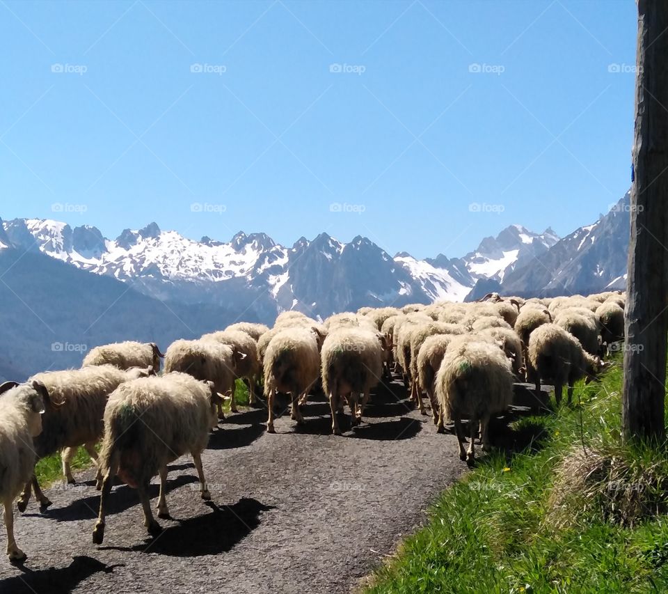 Moutons en vallée d'Aspe