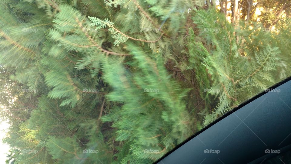 O vento soprando as arvores.