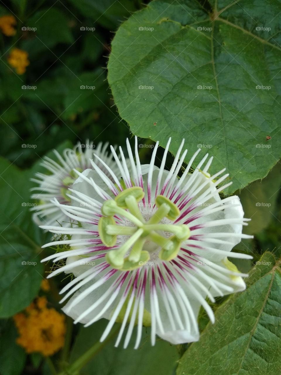 flower garden and green leaves in the garden